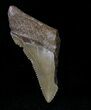 Partial Chubutensis Tooth - Megalodon Ancestor #19933-1